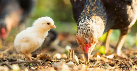 Palakihin nang Tama ang Iyong Sisiw Gamit ang Aming Chicken .